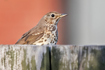 Song Thrush (Turdus philomelos)