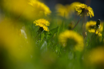 Dandelions in a field of green grass