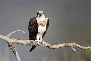 Eastern Osprey (Pandion haliaetus), Werribee River, Werribee, Victoria, Australia