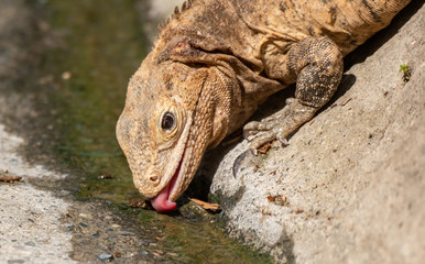 An Adult Black Iguana Getting a Drink Of Water