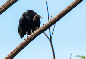 A Black Vulture on a Tree Branch