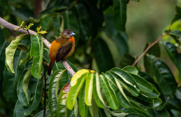 Female Cherrie's Tanager-Osa Peninsula, CostaRica