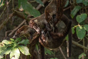 A White-nosed Coati Siblings  Climbing Down a Tree