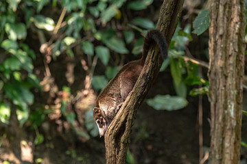 A White-nosed Coati Climbing Down a Tree