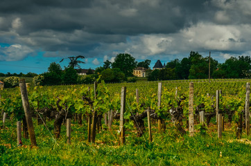 Fototapeta na wymiar Vines winiarnia grape Vineyards plantacja winogron Francja france saint estephe winorośla