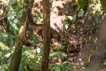 A White-nosed Coati on a in Cosat Rica