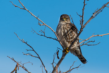 A Beautiful Merlin Perched in a Tree
