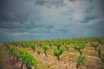Fototapeta na wymiar Vines winiarnia grape Vineyards plantacja winogron Francja france saint estephe winorośla