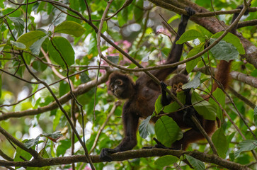 Geoffroy's Spider Monkey in Costa Rica