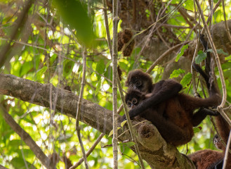 Geoffroy's Spider Monkey and Baby in Costa Rica
