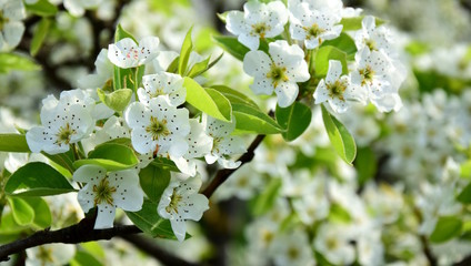 Birnenblüte in Südtirol