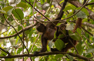 Geoffroy's Spider Monkey in Costa Rica