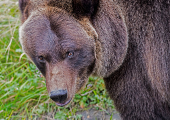 Naklejka premium A large Grizzly Bear in Alaska feeding on green grasses.