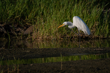 Obraz premium A Great Egret Catching the Last Sunlight in a Lagoon in Costa Rica