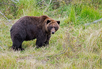 Plakat A large Grizzly Bear in Alaska feeding on green grasses.