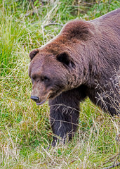 Obraz na płótnie Canvas A large Grizzly Bear in Alaska feeding on green grasses.