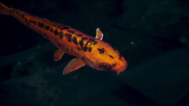 Koi fish swimming close up in pond. Japanese domestic carp with orange and black scales underwater. Zen garden with nishikigoi cyprinus carpio fish. Beautiful koi.
