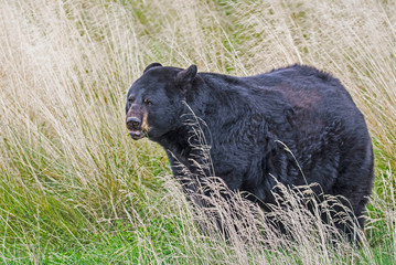 In Alaska, a single Black Bear feeds on tall grasses.
