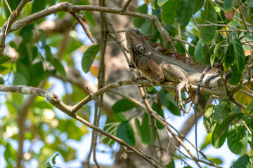 Black Iguana Lounging in a Tree
