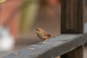 House Wren in Costa Rica