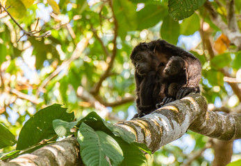 A Howler Monkey Mother and Her Curious Infant in the Tree Tops of Costa Rica