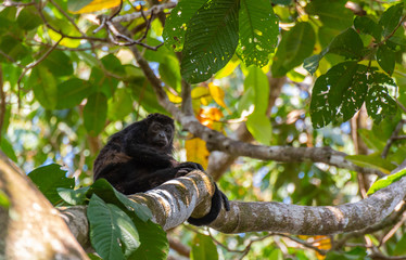 Fototapeta premium A Howler Monkey High up in the Rain Forest Canopy in Costa Rica