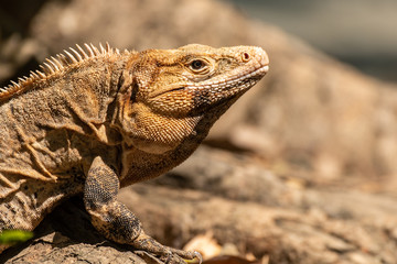 Black Iguana Profile