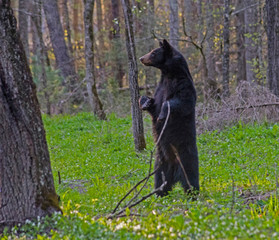 A mother Black Bear stands on her back legs looking around. - 252130527