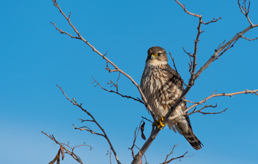 A Beautiful Merlin Perched in a Tree