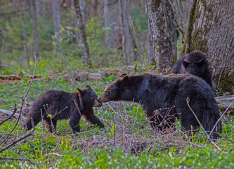 A baby Black Bear stays around mom for food and protection.