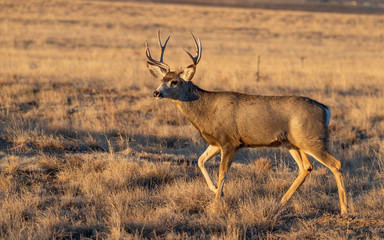A Mule Deer Buck on the Plains of Colorado