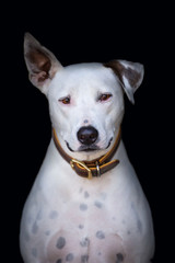 adorable bull terrier whippet mutt mix with one ear up