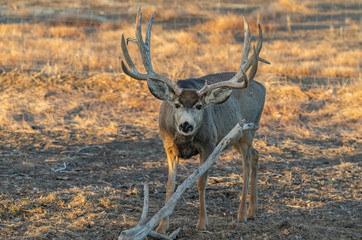 A Large Mule Deer Buck on a Cold Winter Morning