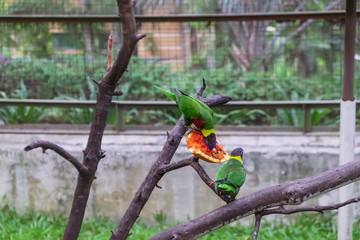 Rainbow Lorikeets or Trichoglossus haematodus sit on a tree branch and eating papaya. Selective focus