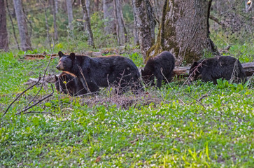 A baby Black Bear stays around mom for food and protection.