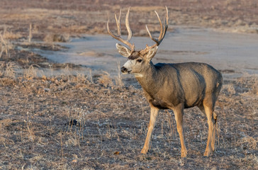 A Large Mule Deer Buck on a Cold Winter Morning