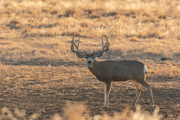 A Large Mule Deer Buck on a Cold Winter Morning