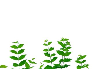 Beautiful tropical leaves on white isolated background for green foliage backdrop 