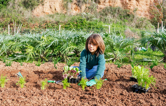 Boy planting lettuce seedlings in vegetable garden