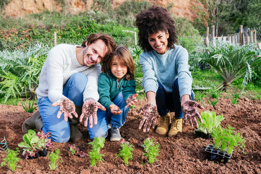 Family planting lettuce seedlings in vegetable garden, showing hands, full of soil