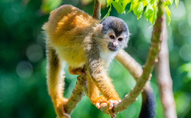 Naklejka na ściany i meble An Adorable Squirrel Monkey in Costa Rica