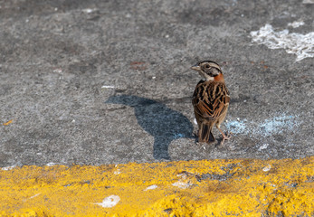 Rufous-collared Sparrow in Costa Rica