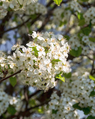 blooming cherry tree in spring
