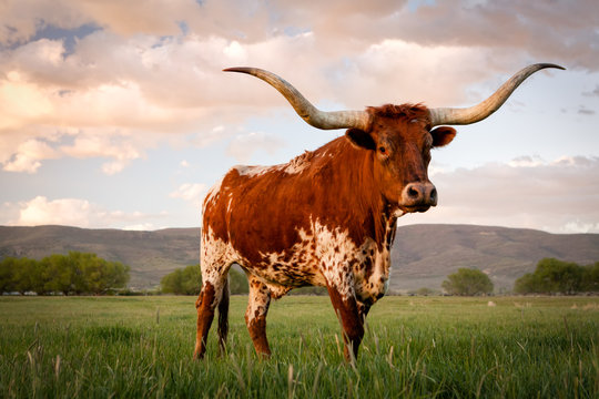 Texas longhorn for android HD wallpapers  Pxfuel