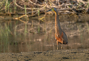 A Tiger Heron Searching for Food in a Costa Rican Lagoon