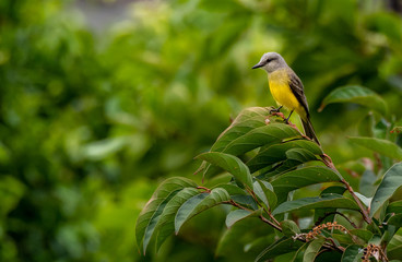 A Beautiful Tropical Kingbird Perched on a Tree Branch in Costa Rica