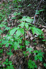 山菜採り　しどけ