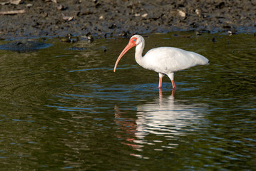 An American White Ibis in a Coast Rican Lagoon Foraging for Food