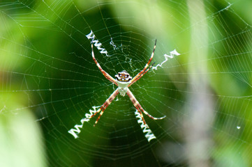 Spiny orb spider