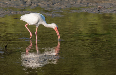 An American White Ibis in a Coast Rican Lagoon Foraging for Food